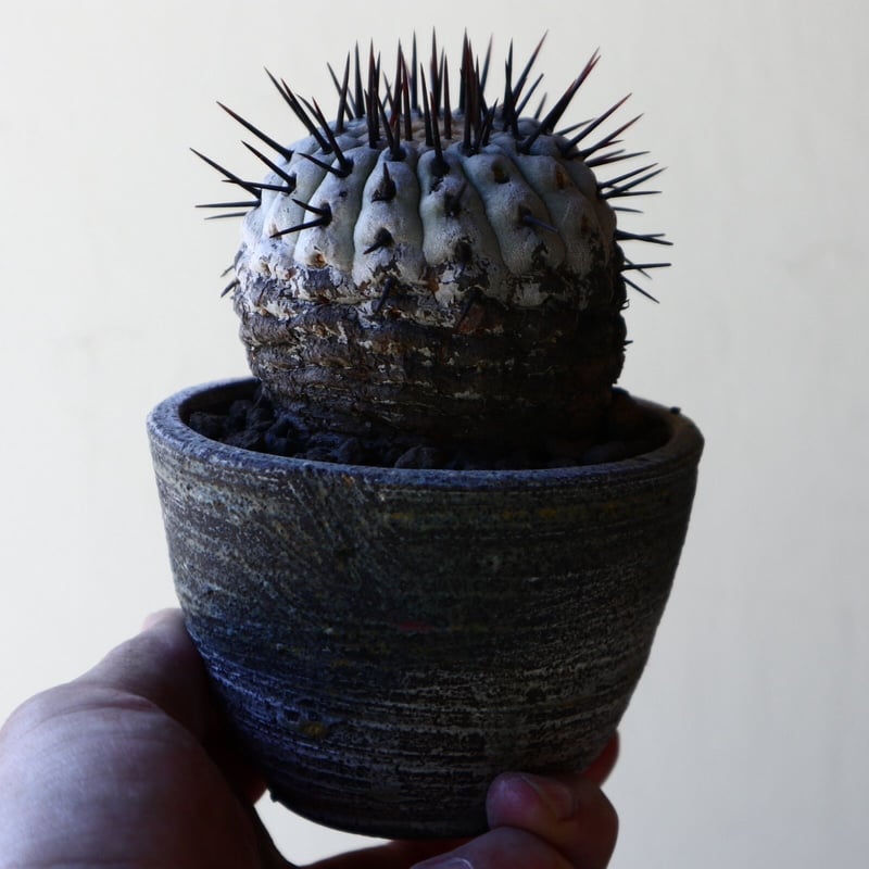 コピアポア 孤竜丸 Copiapoa cinerea var. columna-alba コピアポア 孤竜丸 Copiapoa cinerea var. columna-alba