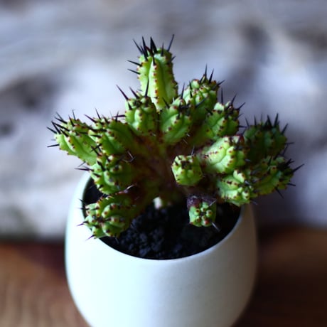 ユーフォルビア  紅彩閣  Euphorbia enopla  no.70513