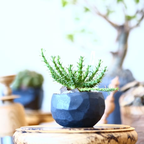Euphorbia gorgonis × たけろうポット　  no.91709
