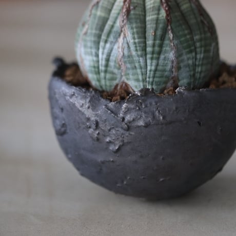 Euphorbia obesa × たけろうポット  no.714/36