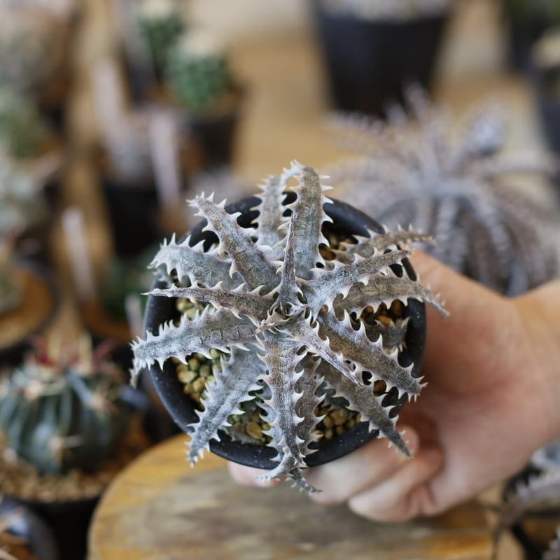 ヤドリギツグミ Hadley ティタニウムエッチング 1976 Dyckia 'Evil Wing' x 'Goiyat' (3号鉢) no.1226/45