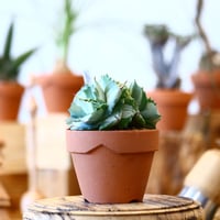 YAMABACHI × Agave potatorum 'Ouhi Raijin'    no.100111