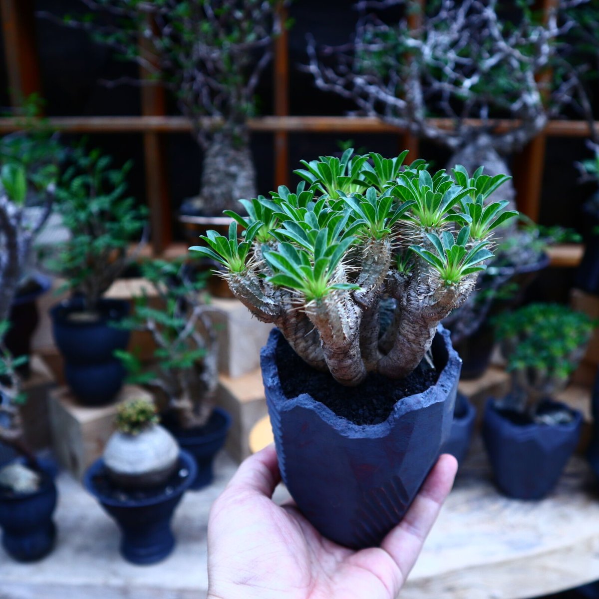 Euphorbia guillauminiana ☆ ユーフォルビア ギラウミニアナ 特選株