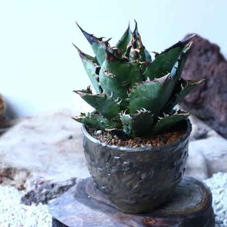 アガベ   チタノタ   FO-76   Agave titanota  "FO-76"  no.91503