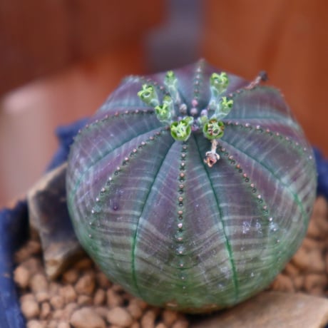 ユーフォルビア  シンメトリカ ♀／Euphorbia  symmetrica     no.60521