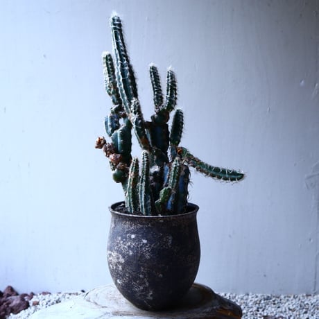グラウセンス   ピロソケレウス   グラウケスケンス     Pilosocereus glaucescens  no.12611