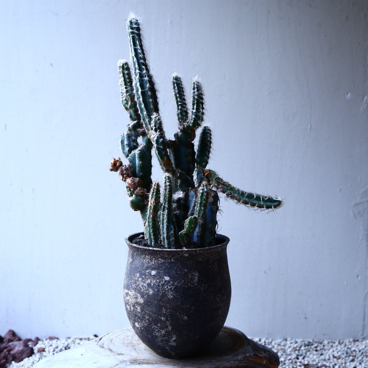 グラウセンス ピロソケレウス グラウケスケンス Pilosocereus gl グラウセンス ピロソケレウス グラウケスケンス Pilosocereus gl