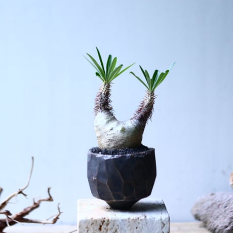 パキポディウム グラキリス   Pachypodium rosulatum var. gracilius no.92739