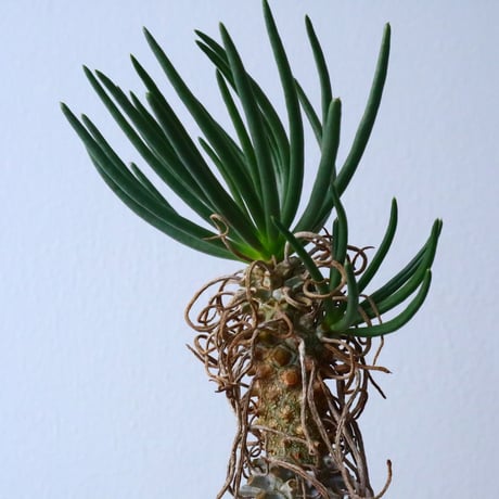 チレコドン   ワリチー     Tylecodon wallichii No.013