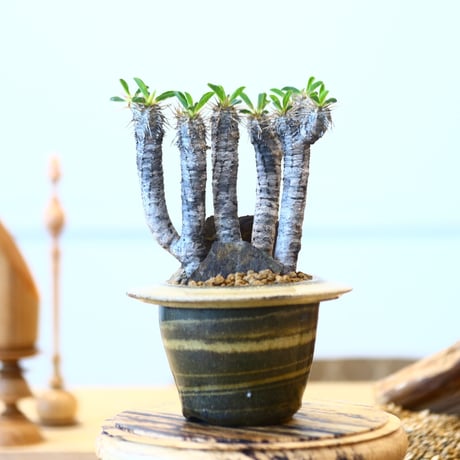 Euphorbia guillauminiana × Mie Maeda   no.90310