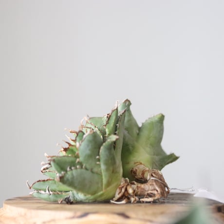 Agave titanota filigree Devil/ Style of Chika　no.42135