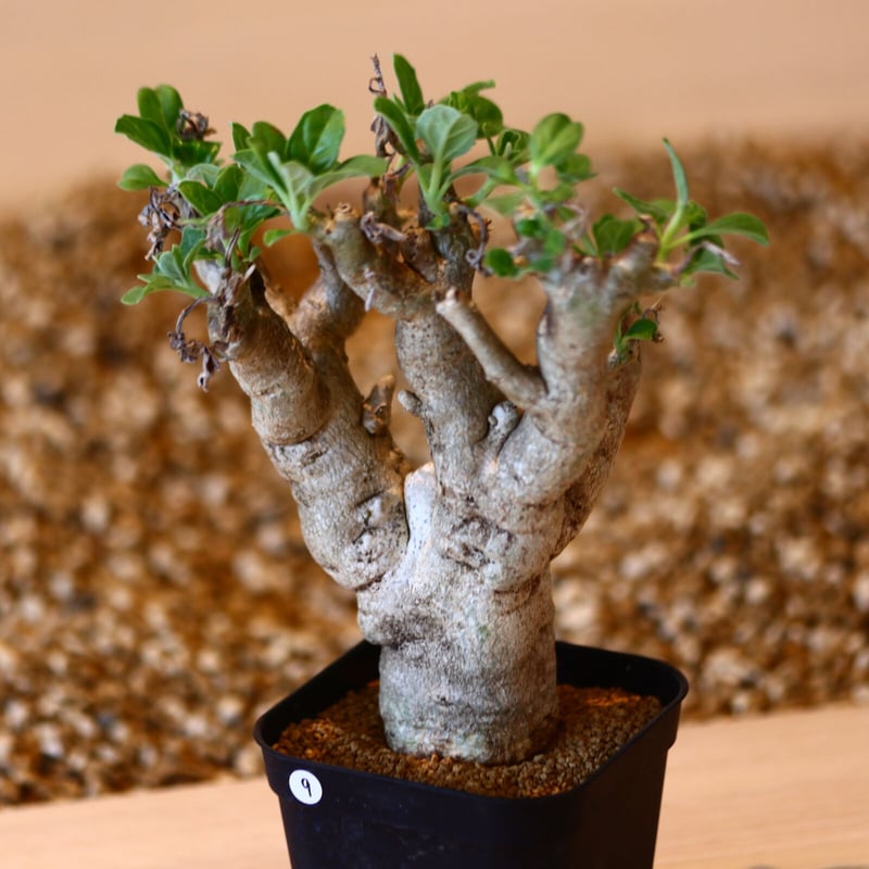 プテロディスクス マカチニエンシス　塊根植物　発根済み　輸入実生株 プテロディスクス マカチニエンシス／Pterodiscus makatiniensis