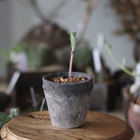 エリオスペルマム3点 isla del pescado - Eriospermum dregei-エリオスペルマム・ドレゲイ