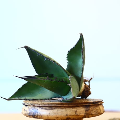 Agave ferox ×Sharkskin / Style of Chika   no.1015/93