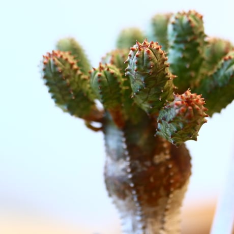 たけろうポット× Euphorbia obesa  hyb.    no.40706