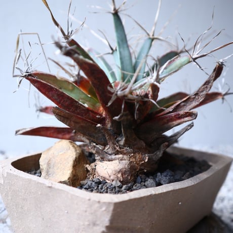 レウクテンベルギア  晃山    Leuchtenbergia principis  no.122209