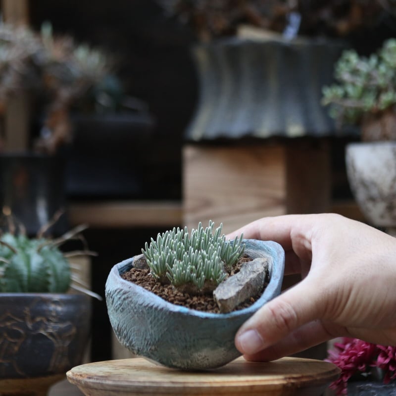 アボニア クイナリア アルストニー／Avonia quinaria ssp