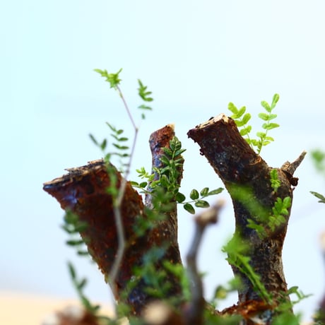 コミフォラ モンストローサ / Commiphora monstrosa   no.62502