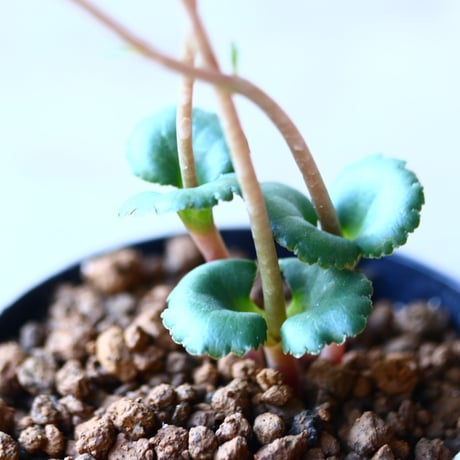 クラッスラ　サキシフラガ　Crassula saxifraga　no.110829-2