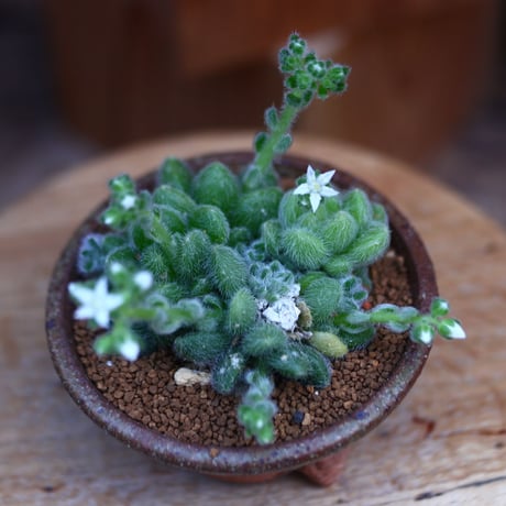 セダム  モシニアナム (新ヒントニー)／Sedum mocinianum   no.30633