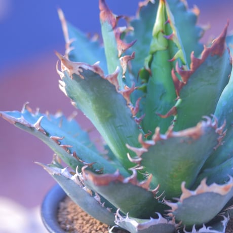 アガベ  レッドキャットウィールズ  Agave titanota"Red Catweezle”    no.20743-2