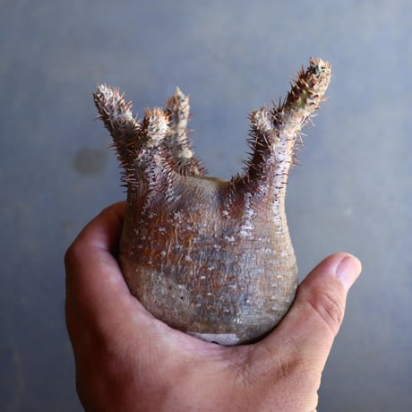 パキポディウム グラキリス 抜苗  Pachypodium rosulatum var. gracilius no.100628