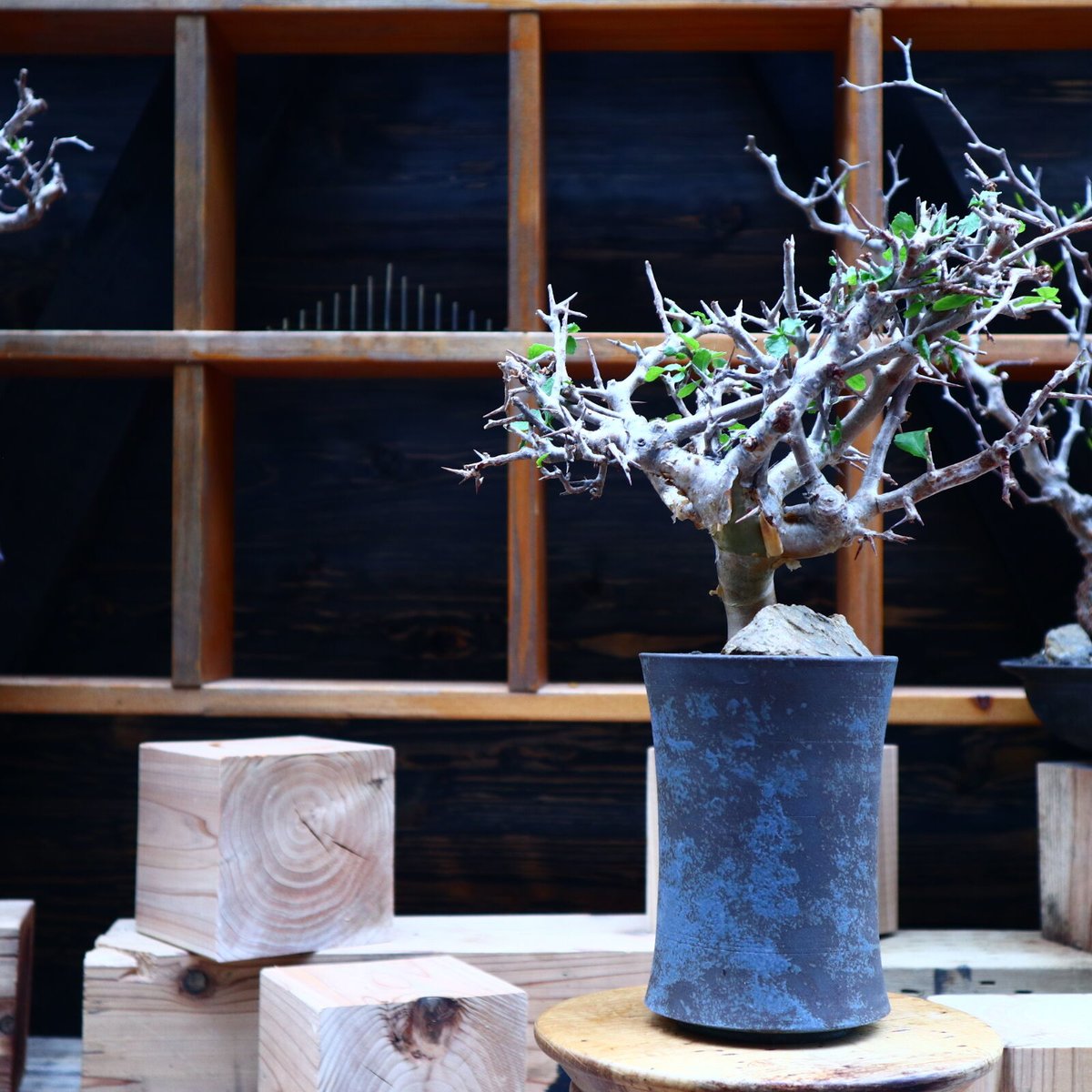 \"Commiphora wightii\" コミフォラ ワイティ 実生　良型 コミフォラ ワイティ／Commiphora wightii no.112045 | 芽の巣山