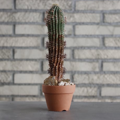 Euphorbia stellispina (秋星冠) × YAMABACHI (3号) no.607/37