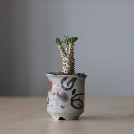 Pachypodium'Tackyi' × Norikatsu Sato / PLANETX (2.5号鉢)   no.511/1