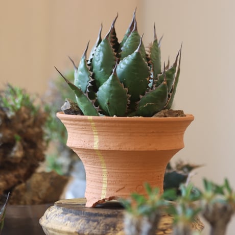 Agave horrida × N/OH   no.818110