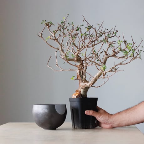 N/OH 植え替えセット / Bursera fagaroides  / 5.5号  no.810-71