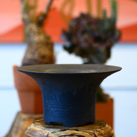 'ハルコイ´セット (N/OH × Agave titanota "FO-076)  no.30351