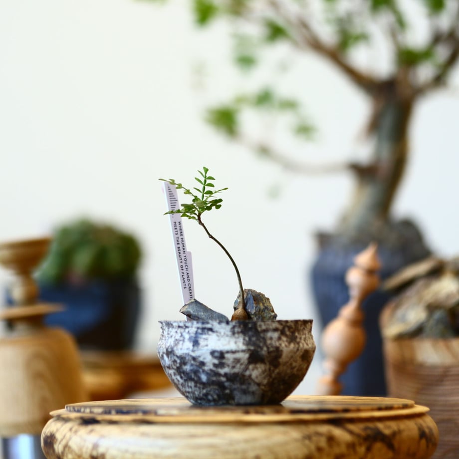 6502ef11b859d30976386d12