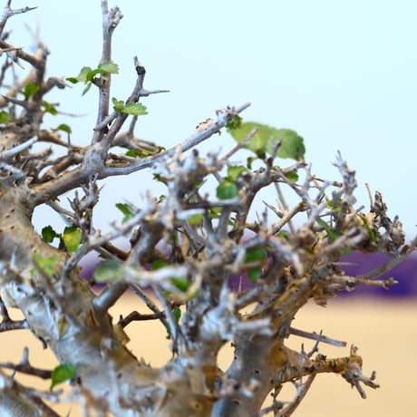 Commiphora wightii × soso   no.101526