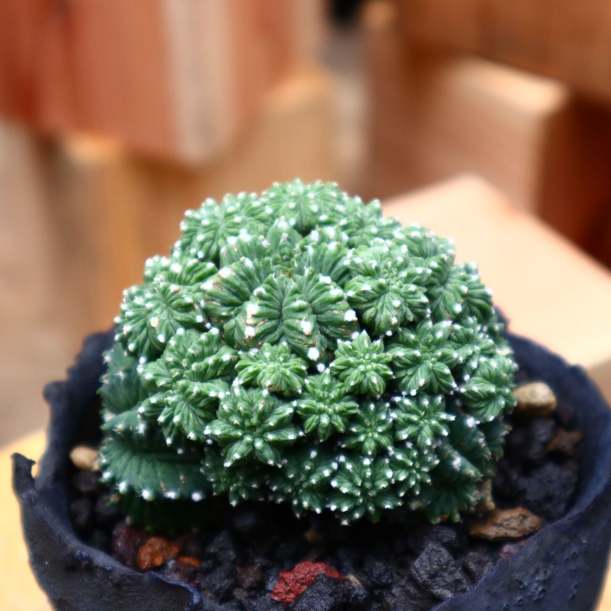 アズテキウム 花籠 (Aztekium ritteri) Aztekium ritteri【アズテキウム・花籠・実生】 | RIMO'S GREEN