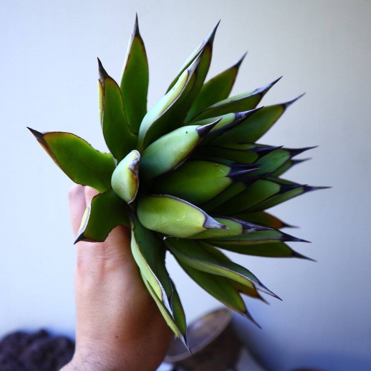 アガベ ロイヤルスピン Agave Royal Spine no.42807 | 芽の巣山