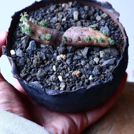 サルコカウロン  ムルチフィズム  Sarcocaulon multifidum  no.20327