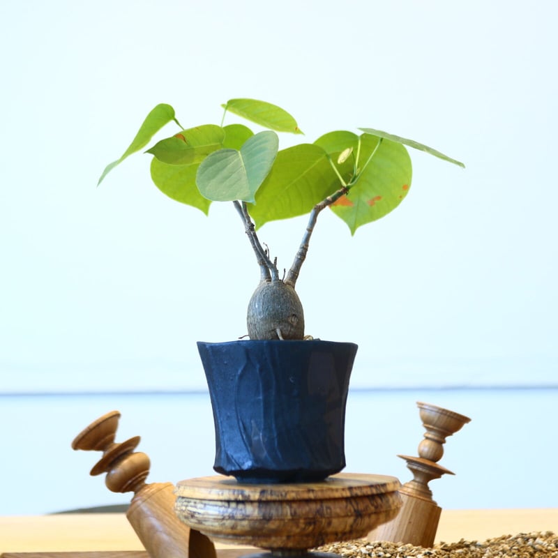 超大型 ボンバックス Pseudobombax ellipticum 鉢付 超大型 ボンバックス Pseudobombax ellipticum 鉢付 ボンバックス