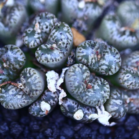 コノフィツム    ペルシダム   Conophytum pellucidum    no.30609