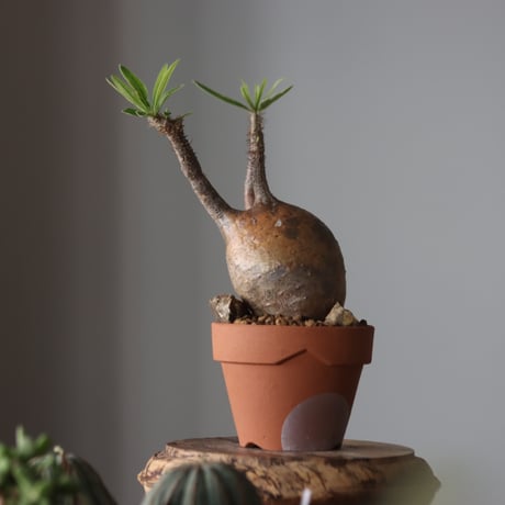 Pachypodium gracilius × YAMABACHI var. N/OH  no.905-32