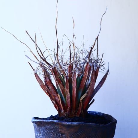レウクテンベルギア  晃山    Leuchtenbergia principis  no.11229
