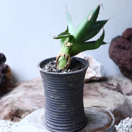 アガベ   ホワイトアイスブルー   仔株 Agave  titanota white ice blue  pups.  no.90806