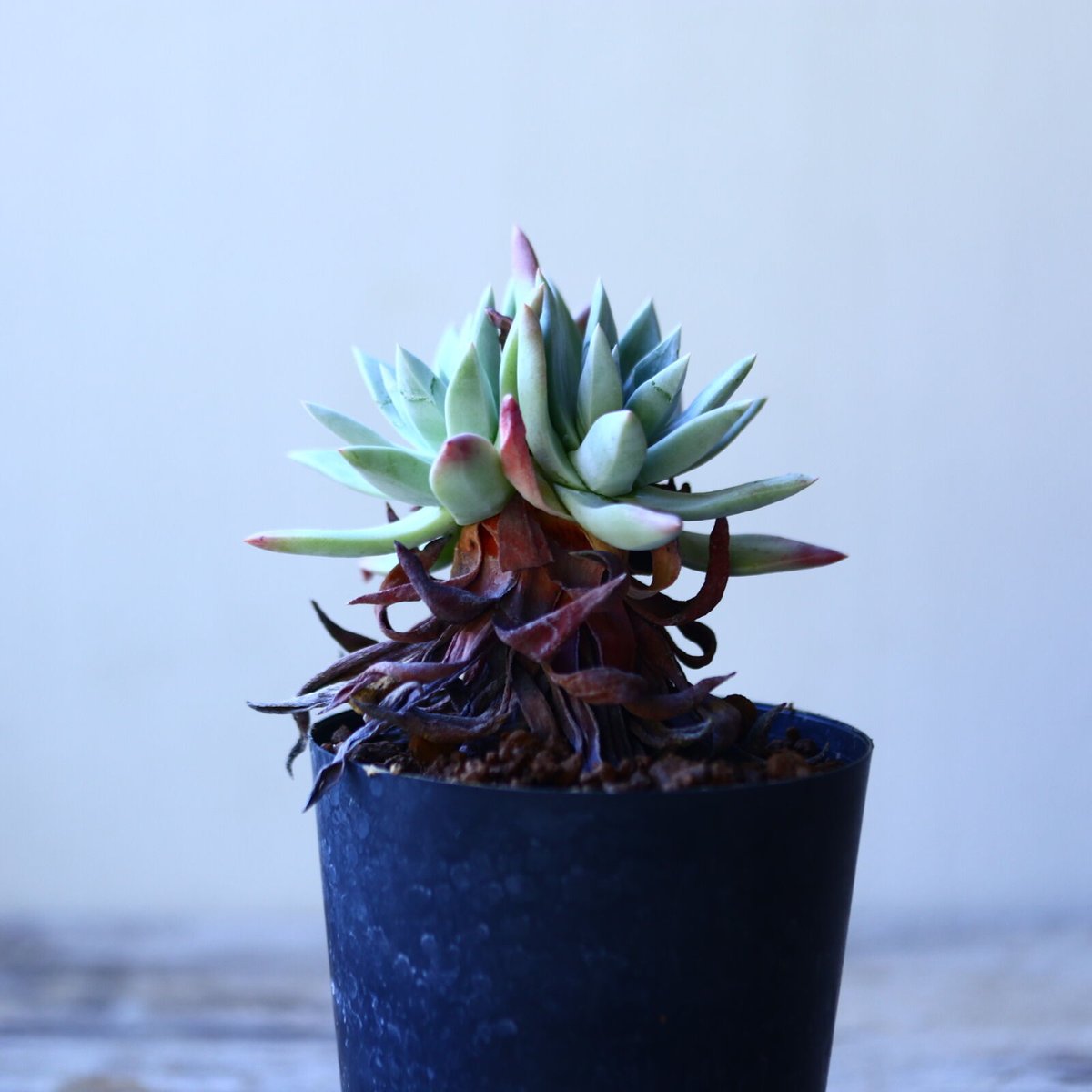 ダドレア　ブリトニー　グリーニー　セット dudleya | STORES