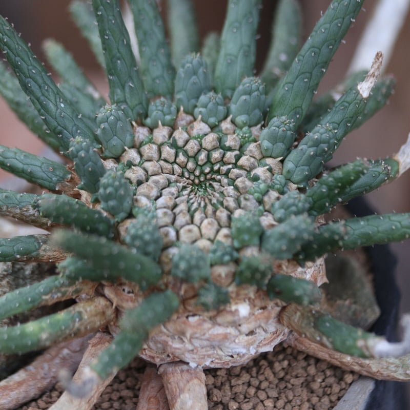 ユーフォルビア　エスクレンタ　現地球 ユーフォルビア エスクレンタ Euphorbia esculenta no.40718