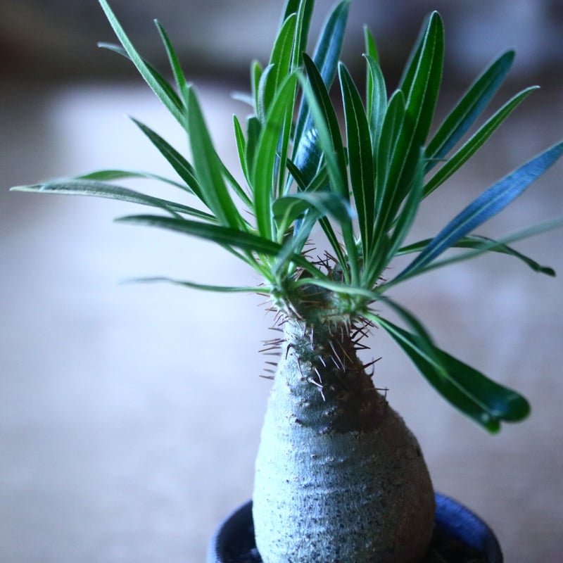 パキポディウム グラキリス Pachypodium rosulatum var. grac パキポディウム グラキリス Pachypodium rosulatum var. grac