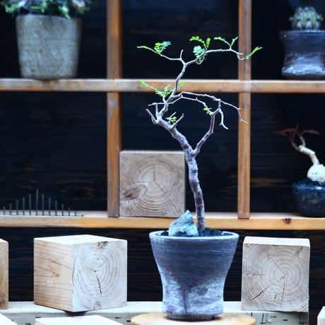コミフォラ モンストローサ   Commiphora monstrosa   no.82229