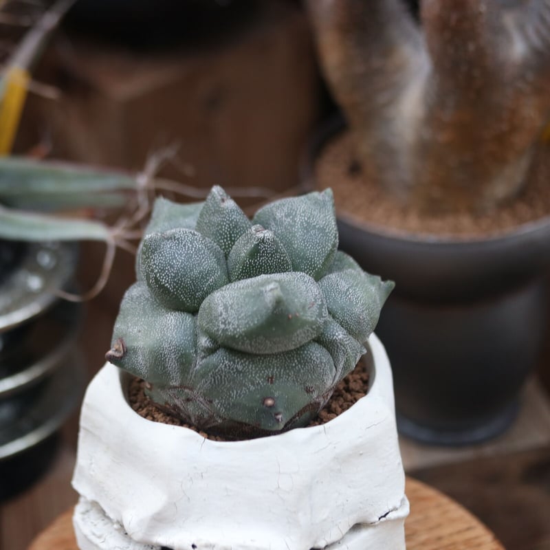 アストロフィツム 亀甲ランポー(宇宙人)台ツキ no.12202 | 芽の巣山