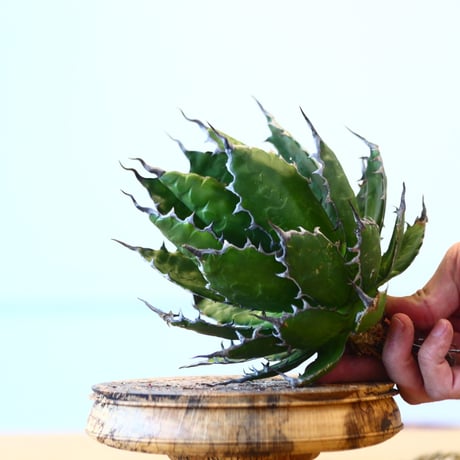 Agave horrida / Style of Chika   no.1015/63