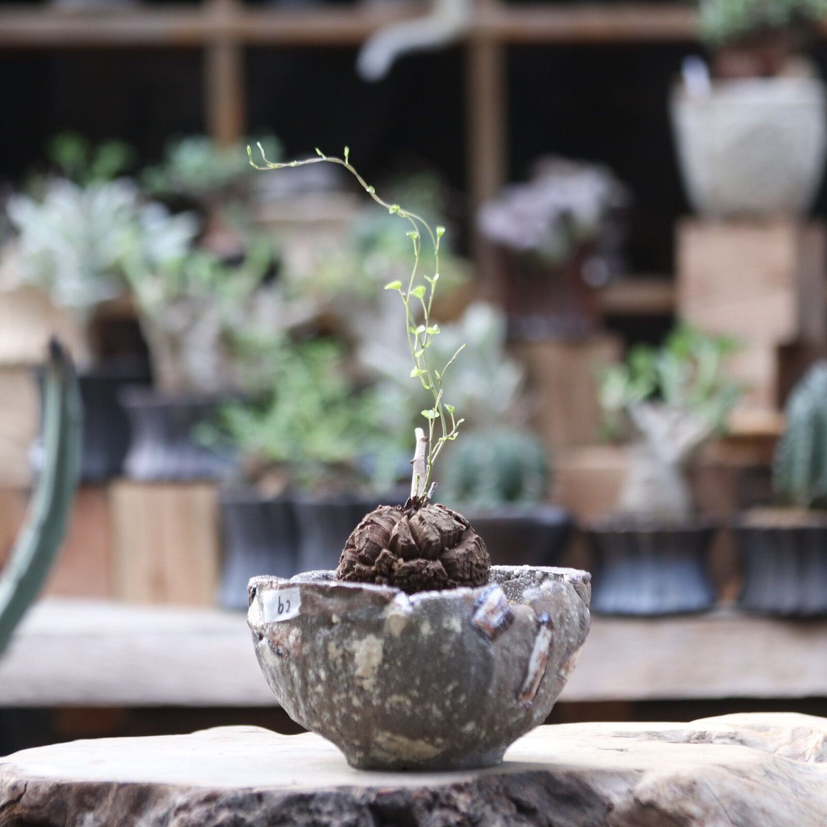 ディオスコレア エレファンティペス 亀甲竜/Dioscorea ディオスコレア エレファンティペス 亀甲竜/Dioscorea