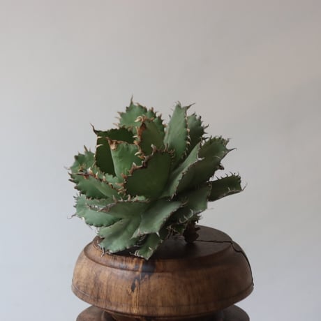 U.S. filigree (Agave titanota filigree) / Style of Chika　no.1227-50